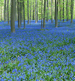 la foresta di Hallerbos, vicino a Bruxelles, Belgio