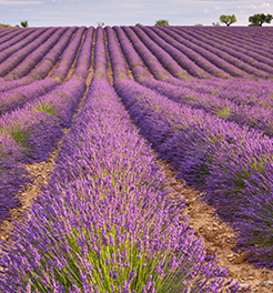 La Provenza e le distese di lavanda in fiore