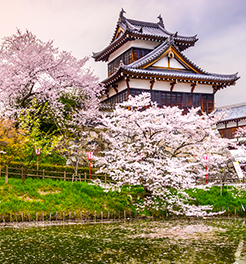 The cherry blossom in Japan, Hanami