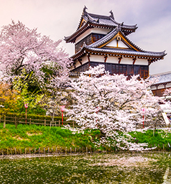 Hanami, la fioritura dei ciliegi in Giappone